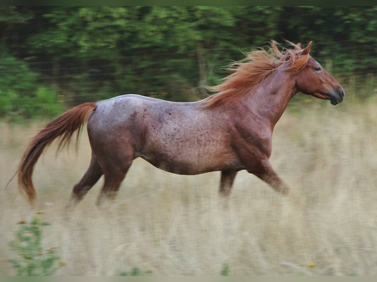 Cheval de vitesse de rangement Jument 3 Ans 156 cm Rouan Rouge in Saarland