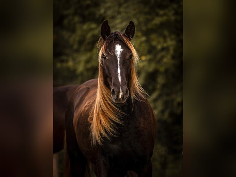 Cheval de vitesse de rangement Jument 3 Ans in Aichtal