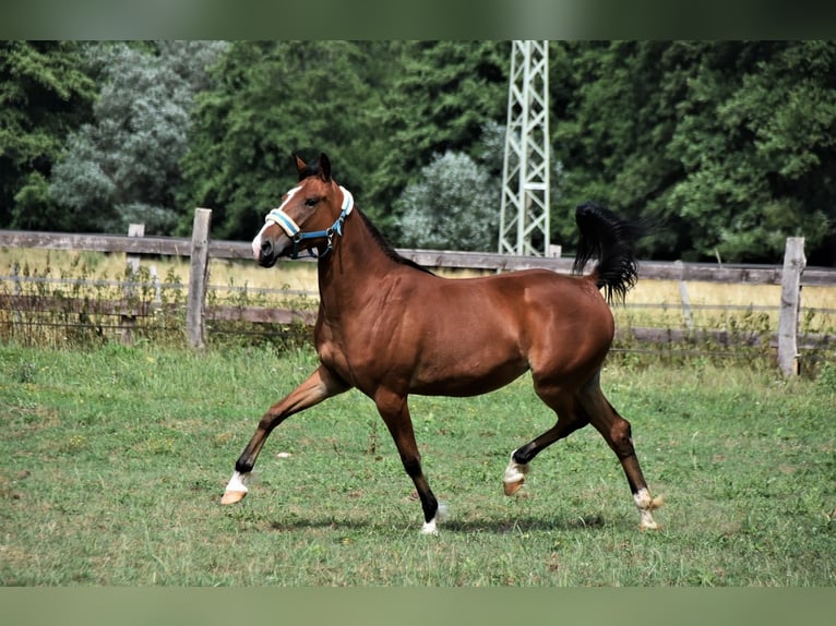 Cheval de vitesse de rangement Jument 6 Ans 153 cm Bai in Schömberg