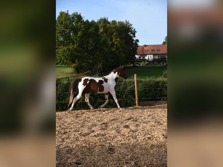 Cheval de vitesse de rangement Jument 6 Ans 153 cm Bai in Schömberg