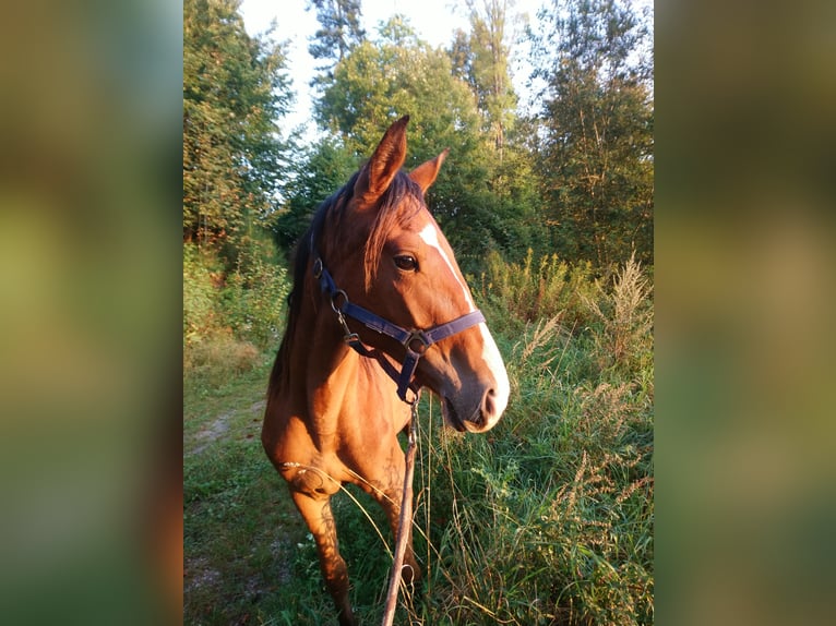 Cheval de vitesse de rangement Jument 6 Ans 153 cm Bai in Schömberg