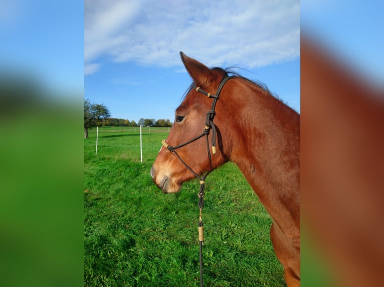 Cheval de vitesse de rangement Jument 6 Ans 153 cm Bai in Schömberg