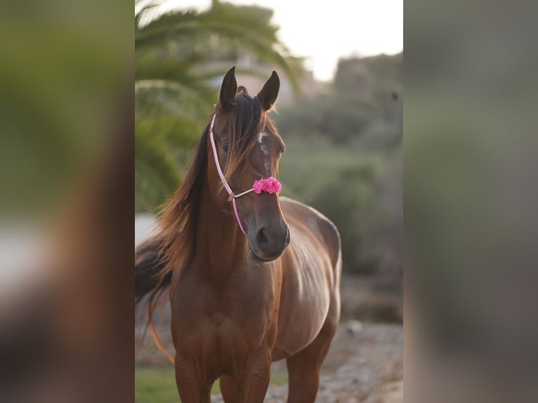 Cheval de vitesse de rangement Jument 8 Ans 156 cm Bai brun in Porto Cristo