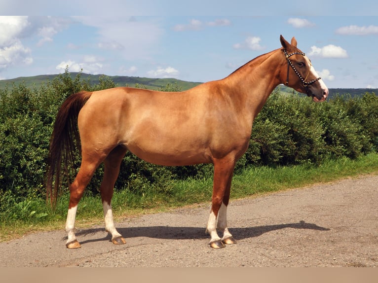 Cheval du Don Jument 4 Ans 148 cm Alezan brûlé in Stavropol