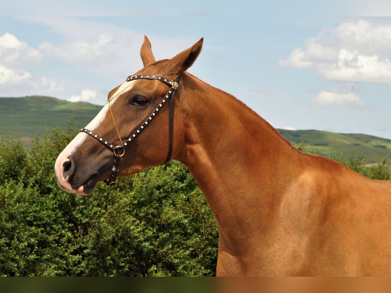 Cheval du Don Jument 4 Ans 148 cm Alezan brûlé in Stavropol
