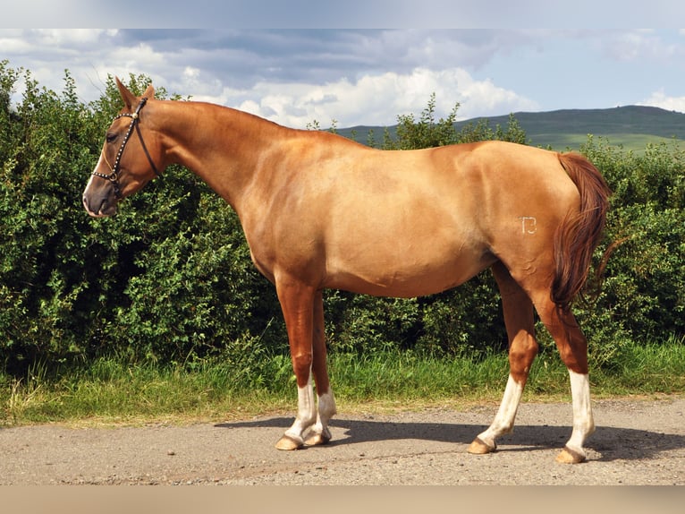 Cheval du Don Jument 4 Ans 148 cm Alezan brûlé in Stavropol