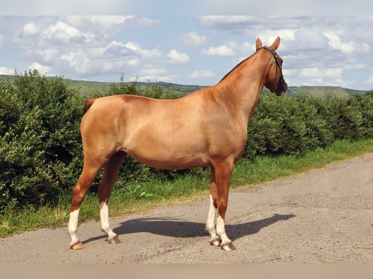 Cheval du Don Jument 4 Ans 148 cm Alezan brûlé in Stavropol