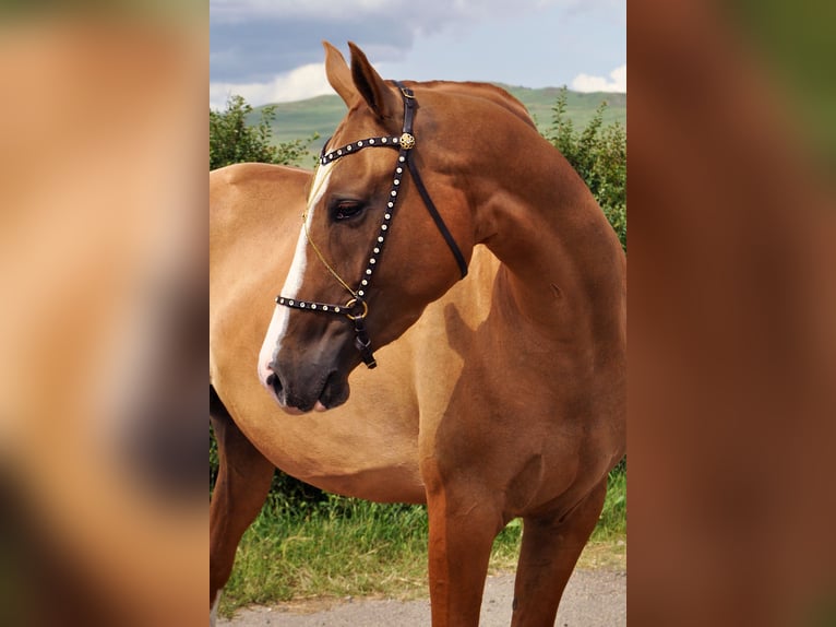 Cheval du Don Jument 4 Ans 148 cm Alezan brûlé in Stavropol