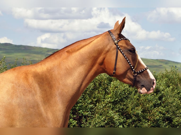 Cheval du Don Jument 4 Ans 148 cm Alezan brûlé in Stavropol