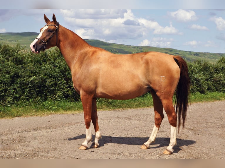 Cheval du Don Jument 4 Ans 148 cm Alezan brûlé in Stavropol