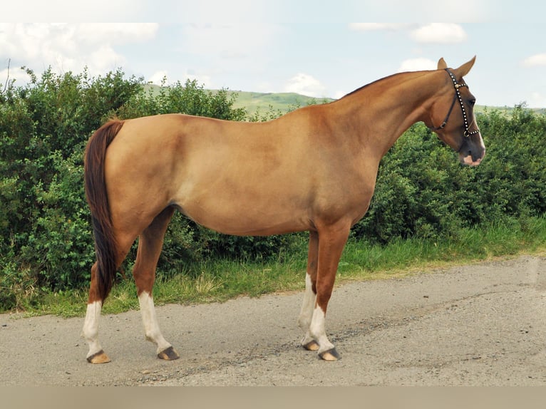 Cheval du Don Jument 4 Ans 148 cm Alezan brûlé in Stavropol