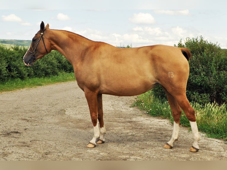 Cheval du Don Jument 4 Ans 148 cm Alezan brûlé in Stavropol