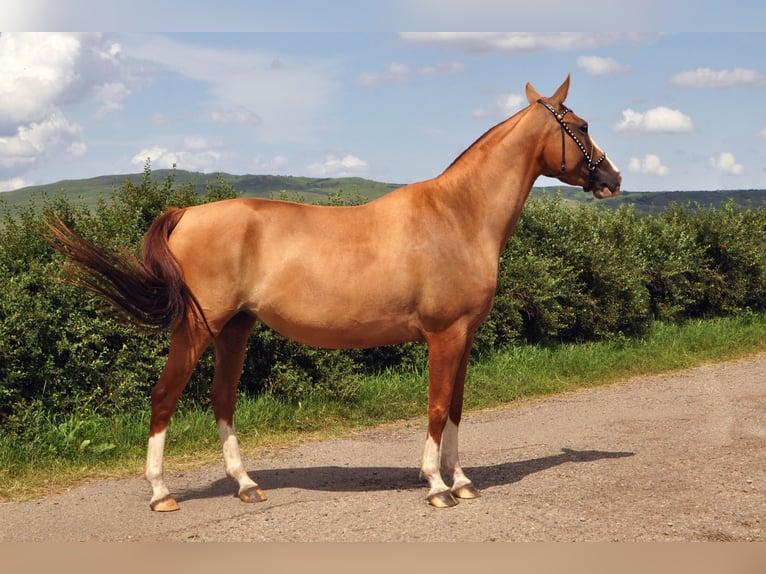 Cheval du Don Jument 4 Ans 148 cm Alezan brûlé in Stavropol