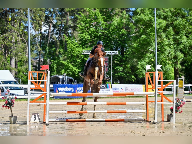 Cheval finnois Hongre 11 Ans 174 cm Alezan in Schlins