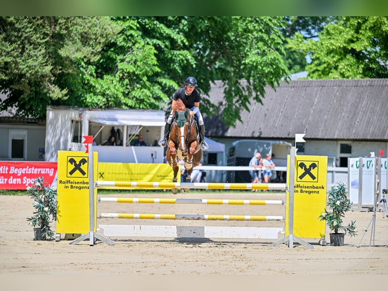 Cheval finnois Hongre 11 Ans 174 cm Alezan in Schlins