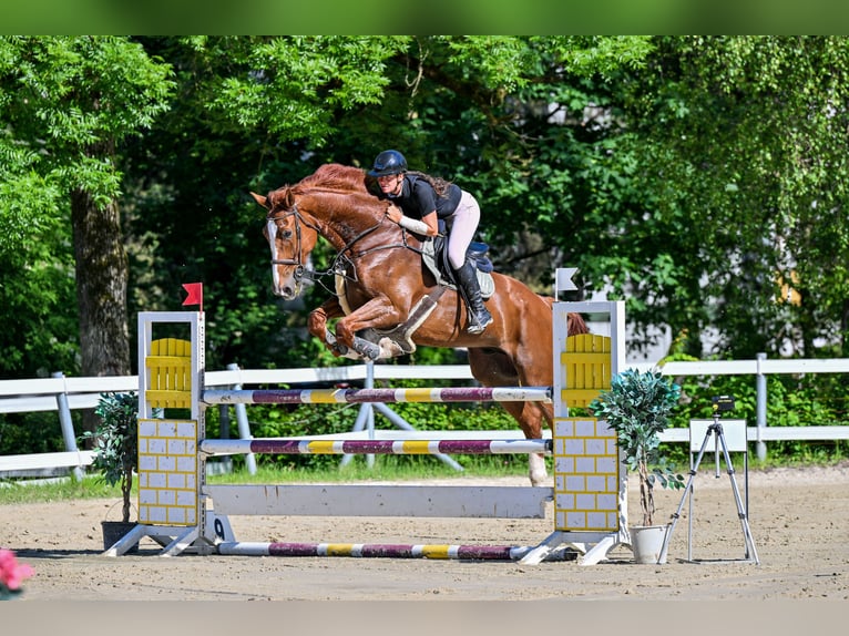 Cheval finnois Hongre 11 Ans 174 cm Alezan in Schlins