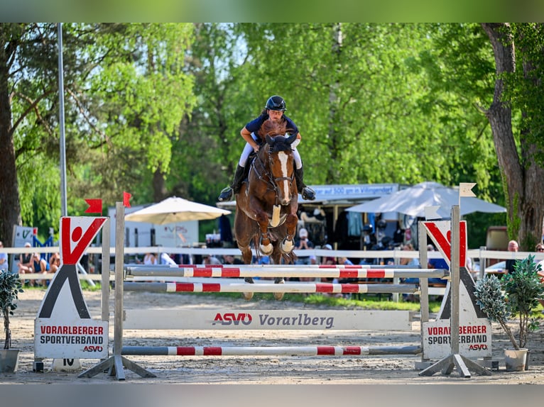 Cheval finnois Hongre 11 Ans 174 cm Alezan in Schlins