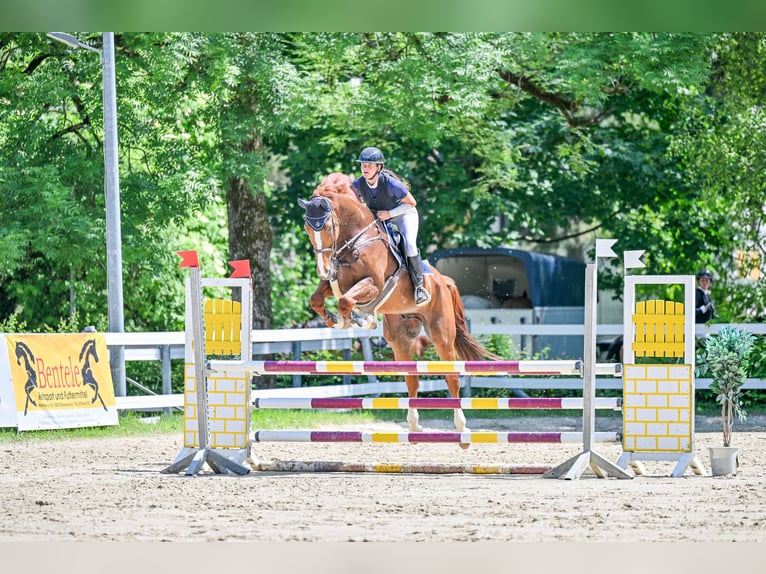 Cheval finnois Hongre 11 Ans 174 cm Alezan in Schlins