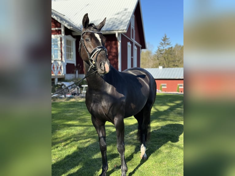 Cheval finnois Jument 3 Ans 167 cm Noir in Kirkkonummi