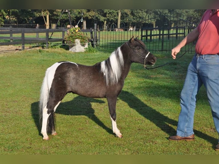 Cheval Miniature américain Étalon 10 Ans 75 cm Overo-toutes couleurs in Bingelrade