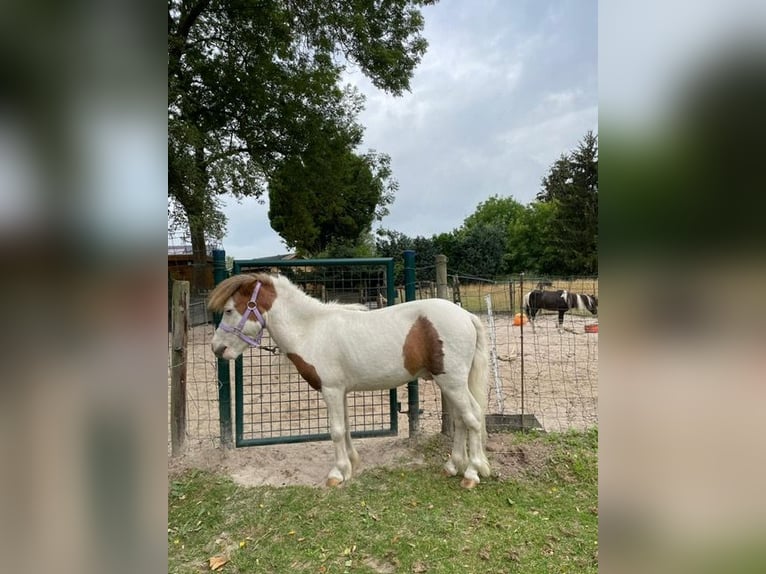 Cheval Miniature américain Étalon 10 Ans 75 cm Pinto in Bingelrade