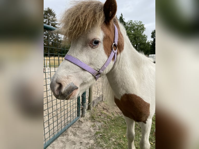 Cheval Miniature américain Étalon 10 Ans 75 cm Pinto in Bingelrade