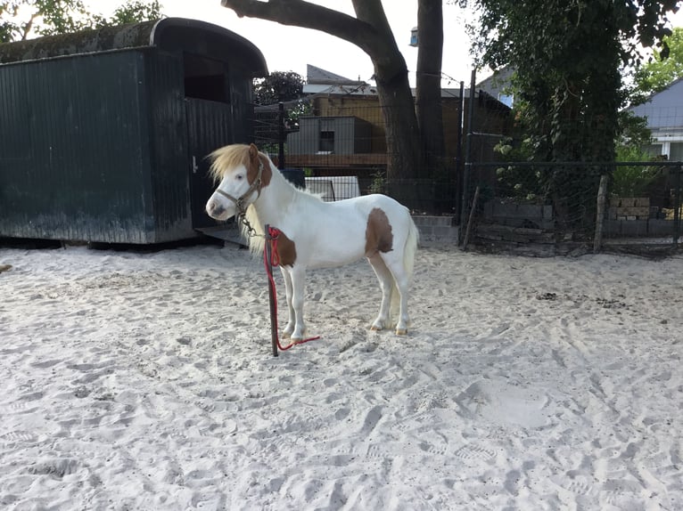 Cheval Miniature américain Étalon 10 Ans 75 cm Pinto in Bingelrade