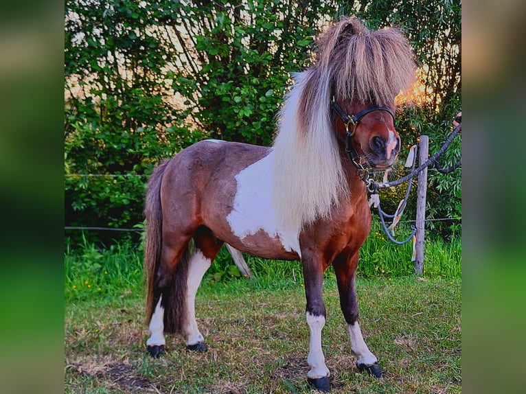 Cheval Miniature américain Étalon 14 Ans 85 cm Pinto in MoerzekeHAMME