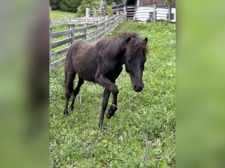 Cheval Miniature américain Étalon 1 Année 105 cm Noir in Wagrain