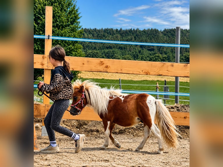 Cheval Miniature américain Étalon 1 Année 65 cm Pinto in Helpfau
