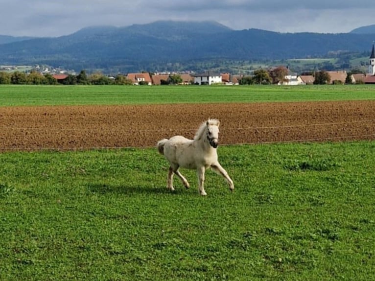 Cheval Miniature américain Étalon 1 Année 81 cm Palomino in Balingen