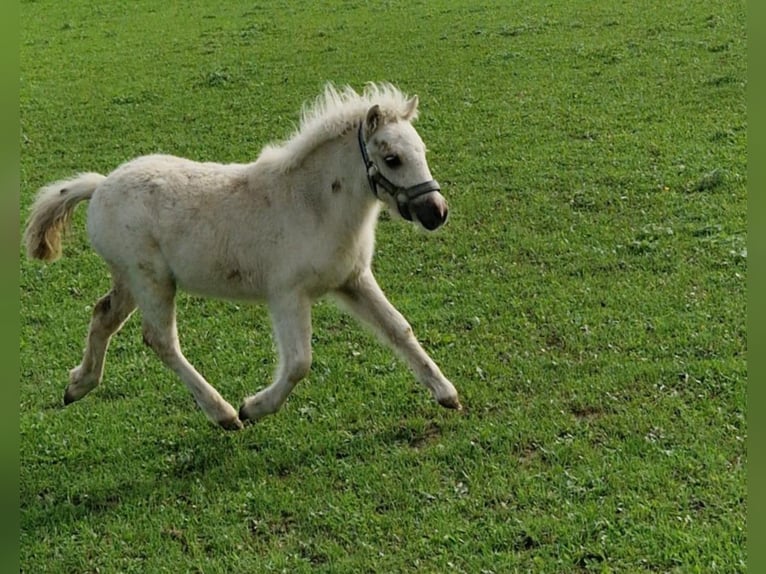 Cheval Miniature américain Étalon 1 Année 81 cm Palomino in Balingen