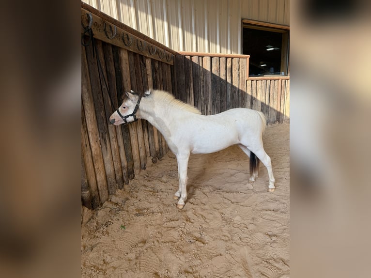 Cheval Miniature américain Étalon 1 Année 81 cm Pinto in Tyler