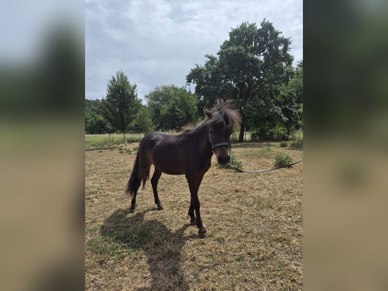 Cheval Miniature américain Étalon 1 Année 83 cm Bai in Markt Erlbach