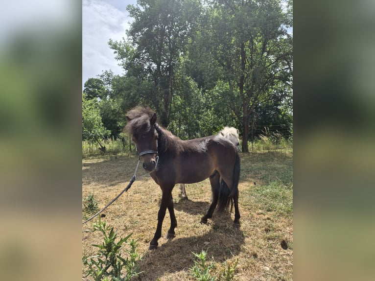 Cheval Miniature américain Étalon 1 Année 83 cm Bai in Markt Erlbach