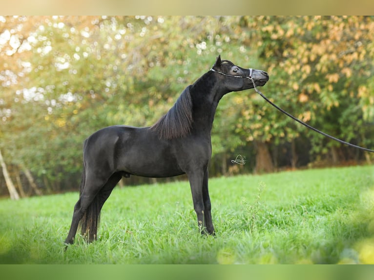 Cheval Miniature américain Étalon 1 Année 84 cm Noir in Aarschot