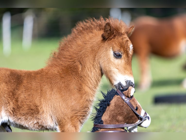 Cheval Miniature américain Étalon 1 Année 85 cm  in Gardelegen