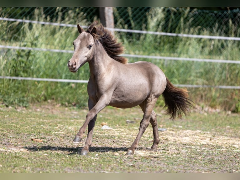 Cheval Miniature américain Étalon 1 Année 85 cm  in Gardelegen