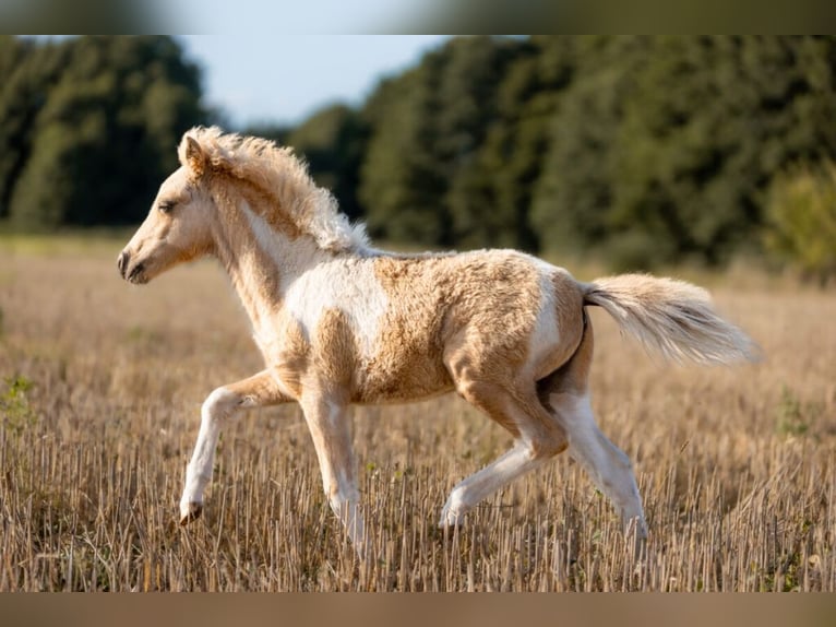 Cheval Miniature américain Étalon 1 Année 85 cm  in Gardelegen