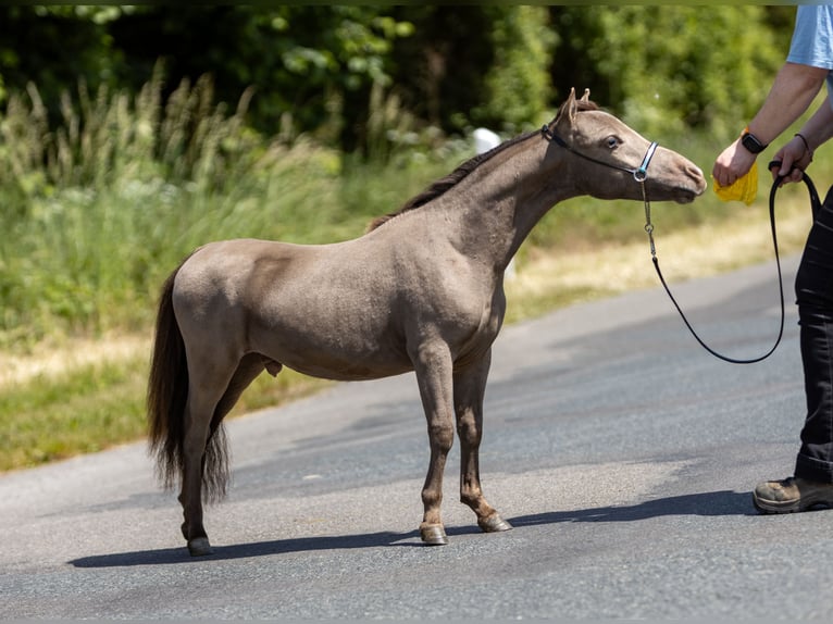 Cheval Miniature américain Étalon 1 Année 85 cm  in Gardelegen