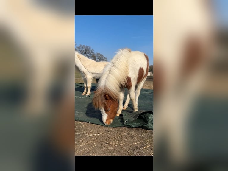 Cheval Miniature américain Étalon 1 Année 85 cm  in Gardelegen