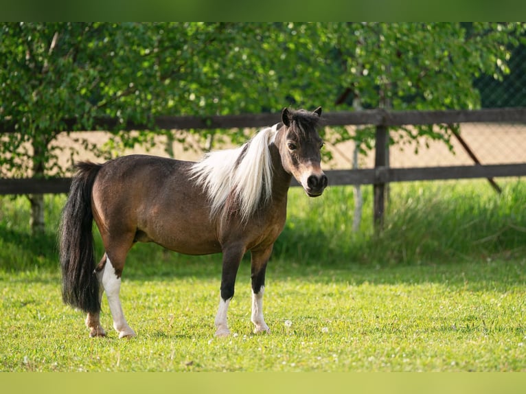 Cheval Miniature américain Étalon 1 Année 86 cm Alezan in Bystřice u Benešova