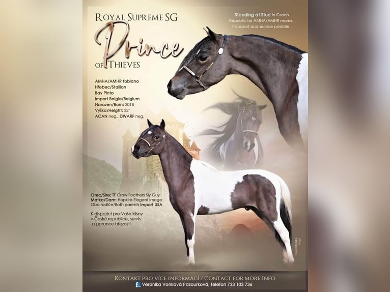 Cheval Miniature américain Étalon 1 Année 86 cm Alezan in Bystřice u Benešova