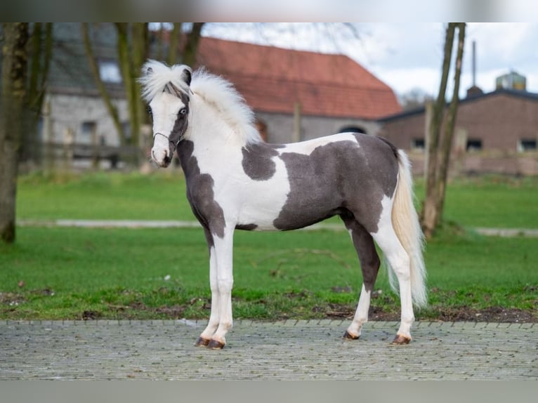 Cheval Miniature américain Étalon 1 Année 86 cm Overo-toutes couleurs in Bocholt