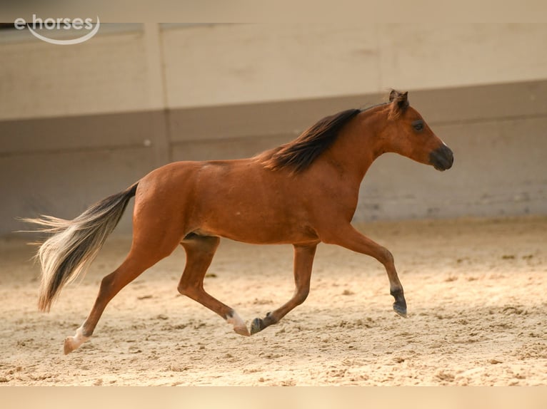 Cheval Miniature américain Étalon 1 Année 90 cm Bai in Kruisland