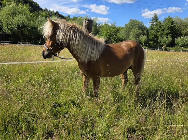 Cheval Miniature américain Étalon 1 Année  in Büdingen