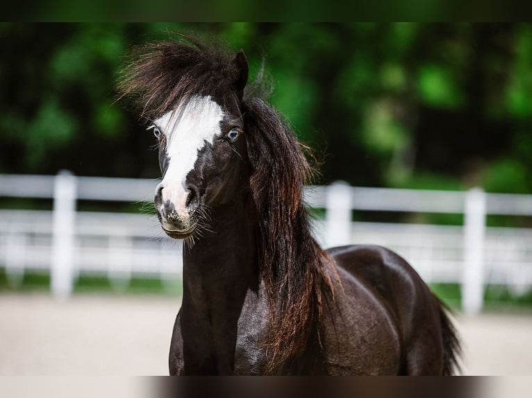 Cheval Miniature américain Étalon 1 Année Léopard in Tainach