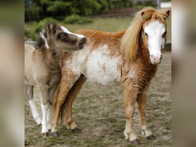 Cheval Miniature américain Étalon 1 Année Overo-toutes couleurs in Söhlde