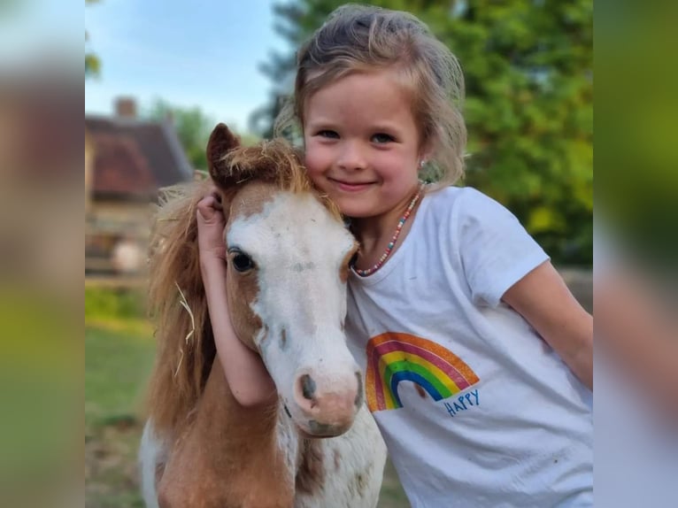 Cheval Miniature américain Étalon 1 Année Overo-toutes couleurs in Söhlde