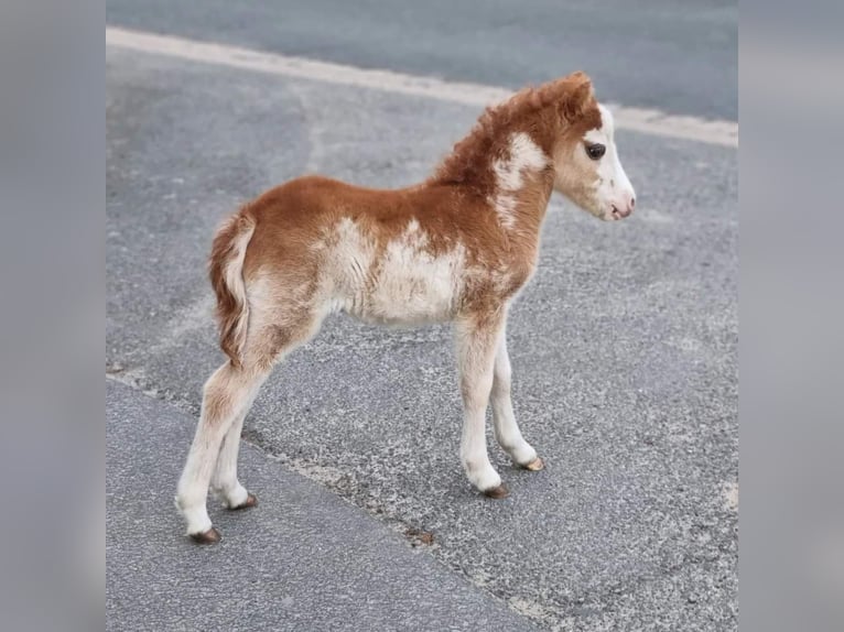 Cheval Miniature américain Étalon 1 Année Overo-toutes couleurs in Söhlde